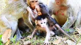 Both newborn baby monkeys in Amber troop are really adorable kids Both newborn baby monkeys in Amber troop are really adorable kids