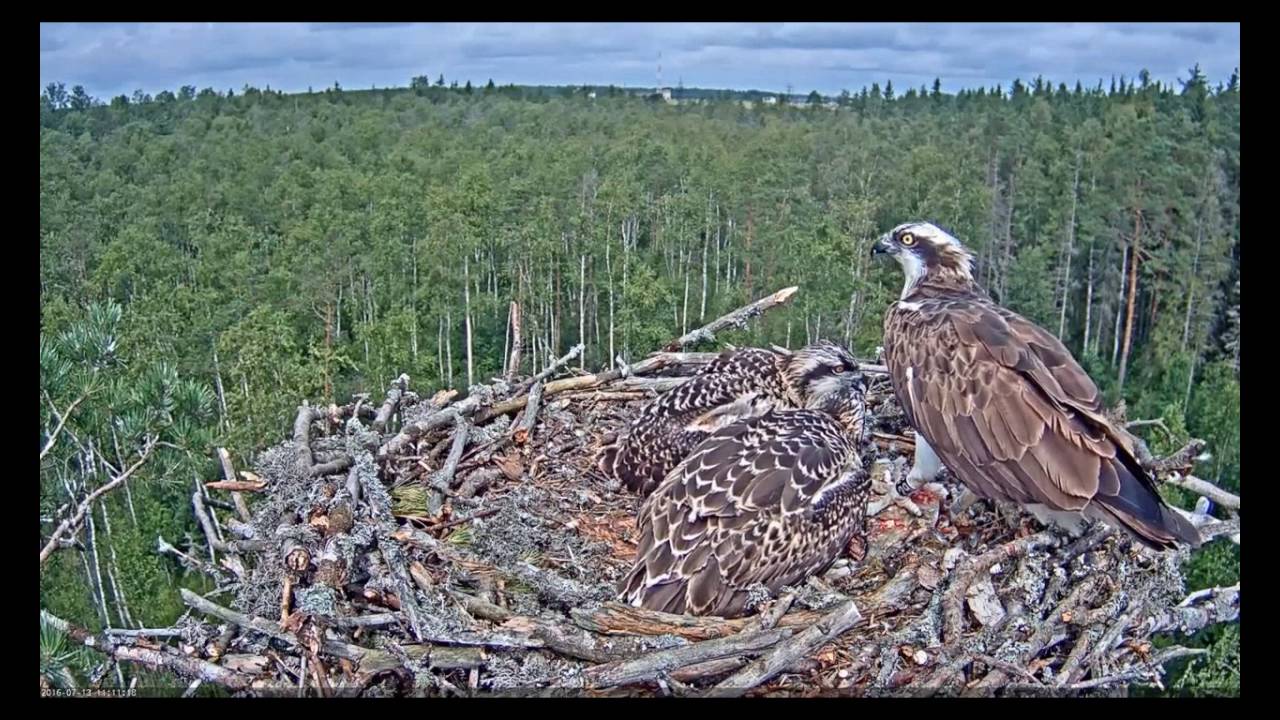 Дневная трапеза скоп/Скопы едят рыбу (Osprey eating a fish)