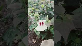 White hibiscus, after the rain. #nature #naturalstate #Arkansas #MasterGardeners