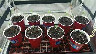 Alien OG update seedlings