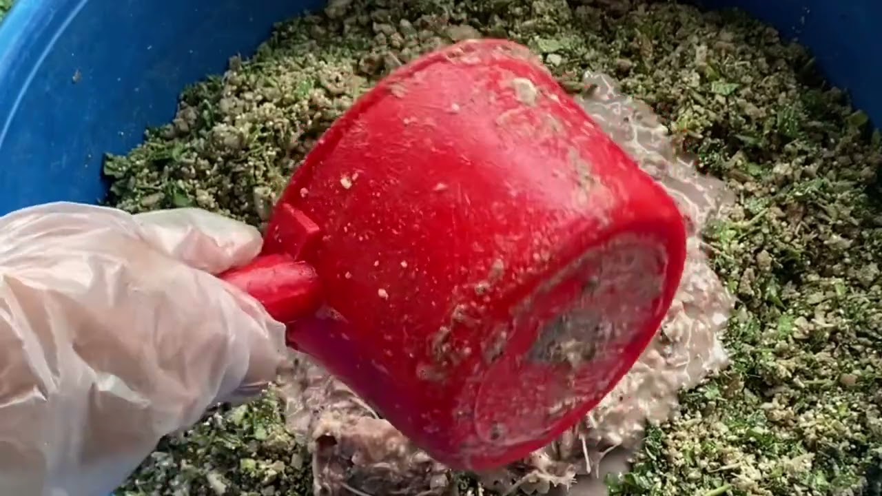 CÁCH TRỘN THỨC ĂN CHO GÀ - NUÔI GÀ KHÔNG CÁM CÔNG NGHIỆP