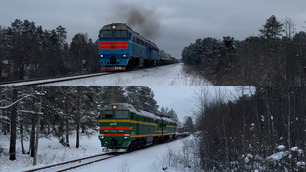 Зимнее царство цветных Ушек в округе станции Луга 