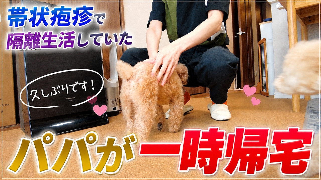 帯状疱疹で隔離中のパパが一時帰宅…久しぶりに会った愛犬たちの反応は?