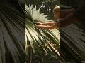 Jungle Girl - Acampamento Selvagem EP2