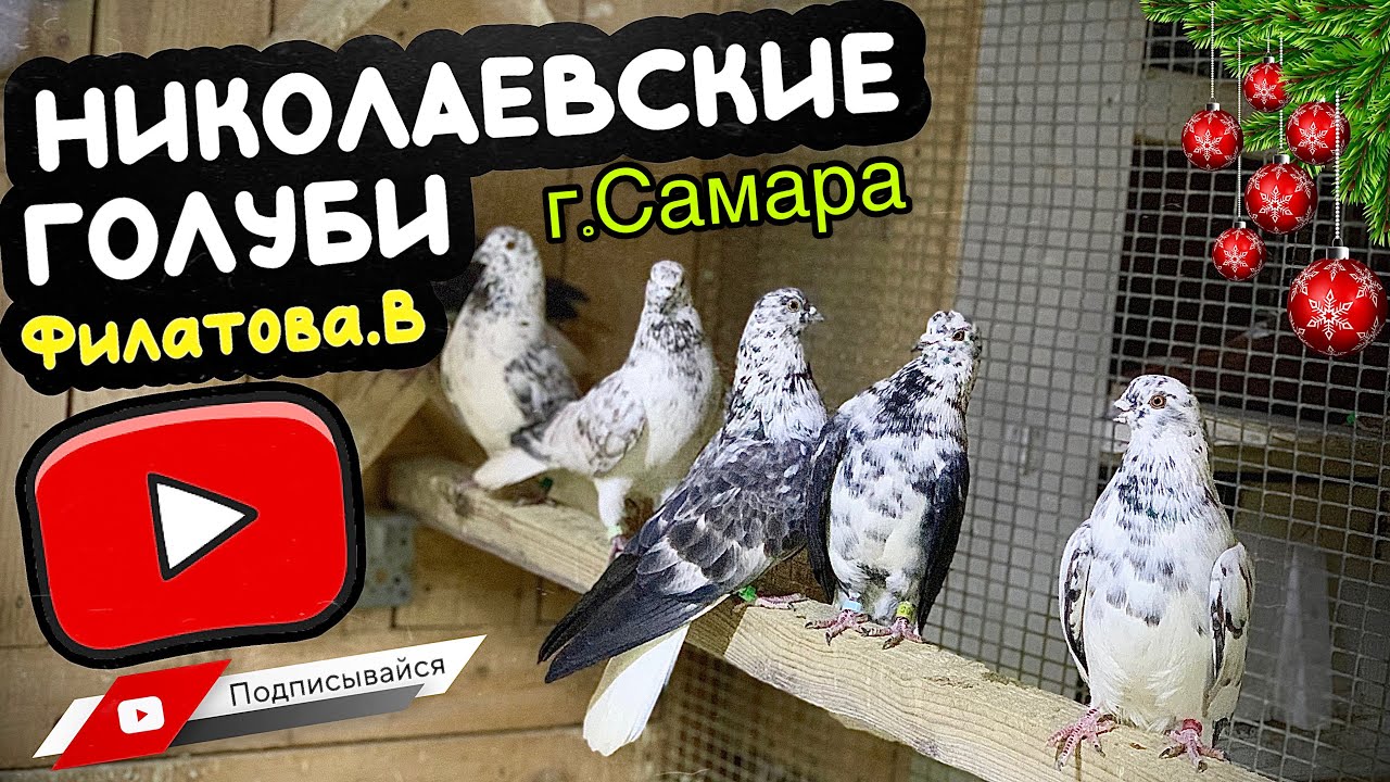 Николаевские голуби Филатова Вячеслава  г.Самара.Декабрь 2025 ❄️ тел. 8 (927) 689-92-89