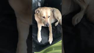 Dog will not leave the car - again