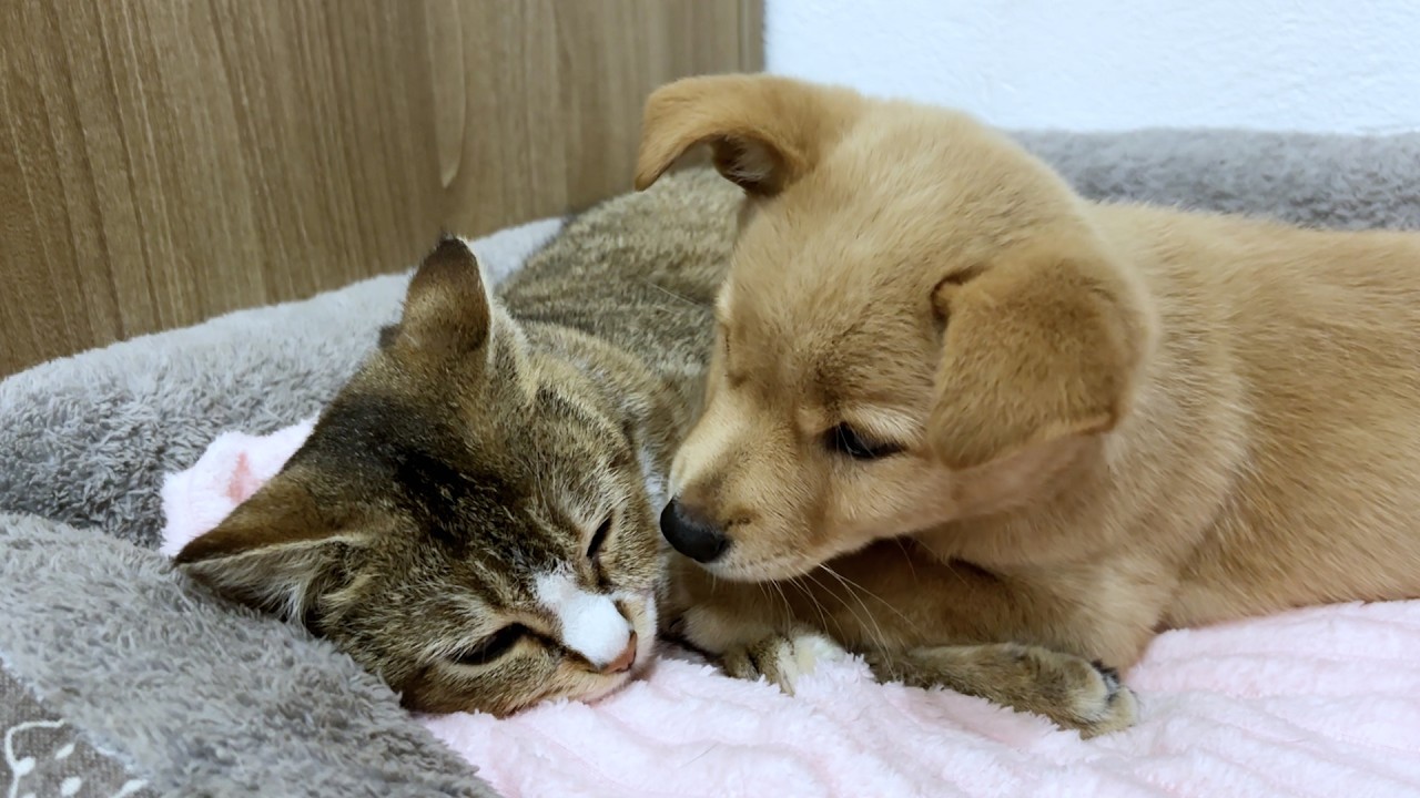 Rescued Puppy Refuses To Sleep Without His Cat Mom