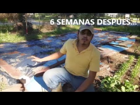 Video: Malezas comunes de la zona 9: consejos para erradicar las malas hierbas en los jardines de la zona 9