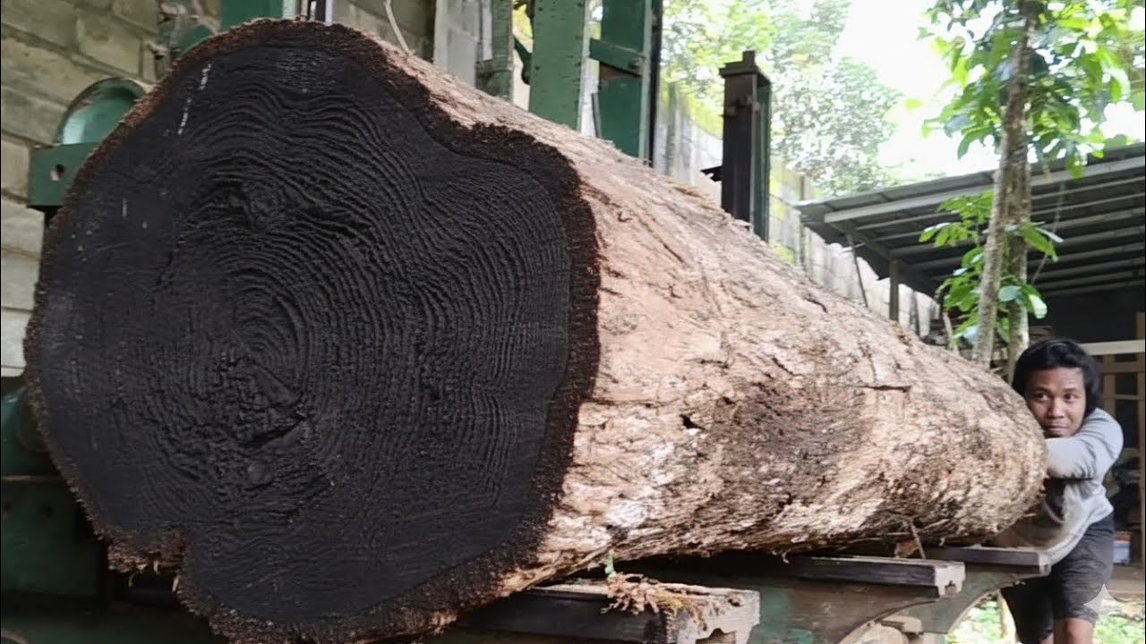 The process of sawing large teak wood into thick and beautiful boards ...