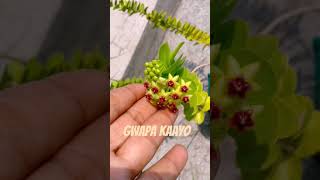 Gwapa kaayo, (Beautiful) #🤣 #plants #garden #subscribeme #youtuber #tourguidelvie #bloom