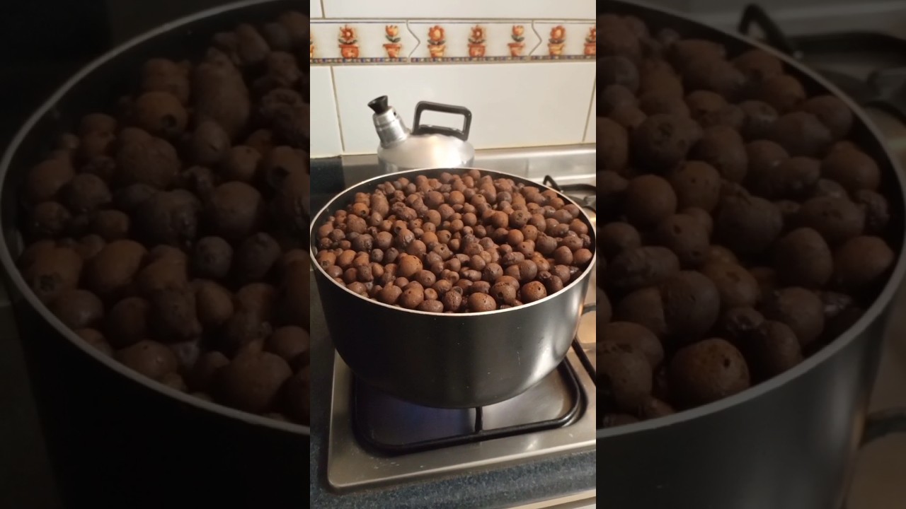 Preparación de Arlita o Leca para cultivar plantas en agua 