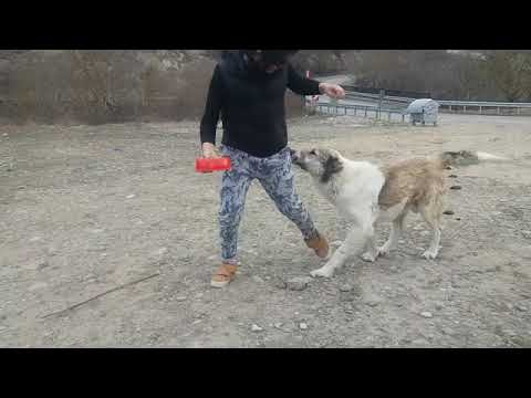 ცხვარიჭამია-თიანეთი მიუსაფარი ძაღლები Tskhvarichamia-Tianeti Homeless dogs