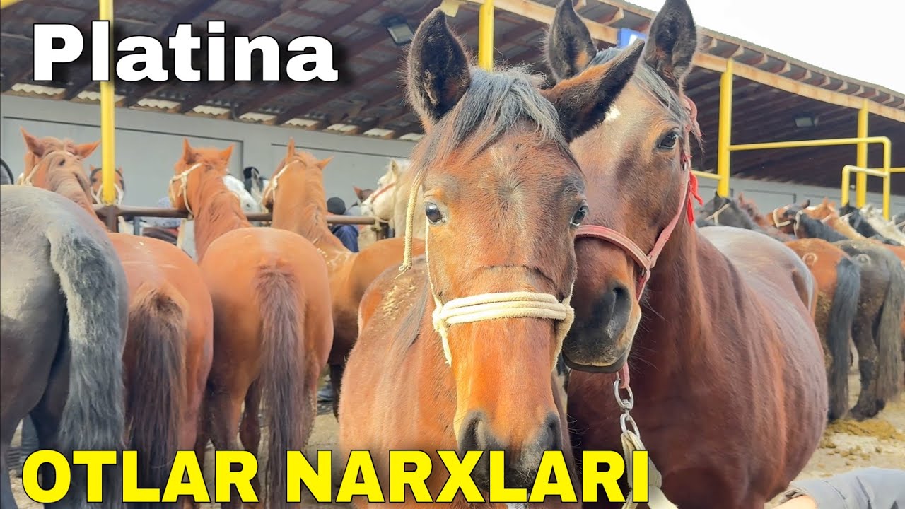 BIYA, AYG’IR, TOY OTLAR NARXLARI. Toshkent platina ot bozori