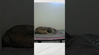 ผ้ารองนอนตกมาทุกเช้าเลย#บ้านแมวสิบตัว #แมวเบาหวาน #mycatsmycup #ไอเดียบ้านแมว