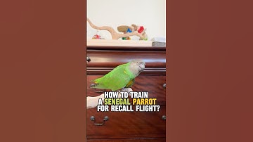 How to Train a Senegal Parrot for Recall Flight