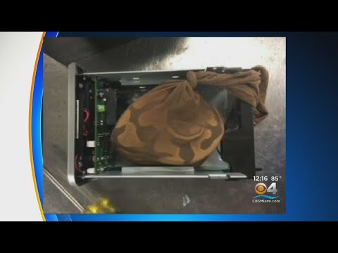 Snake On A Plane? TSA Intercepts Baby Python Inside Checked Luggage At MIA