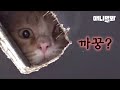 자꾸 고양이가 숨어서 쳐다보는데 다 보인다고 말해줘도 될까요ㅣA Cat Keeps Falling From The Ceiling