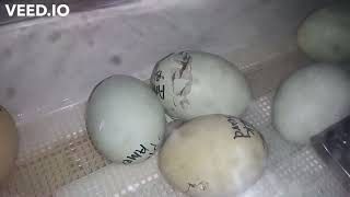 Celebrity Chick hatching Pt 1 Easter Egger Net Worth