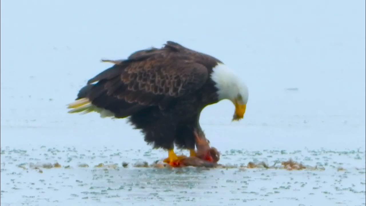 4k Seal Fly Like An Eagle YouTube