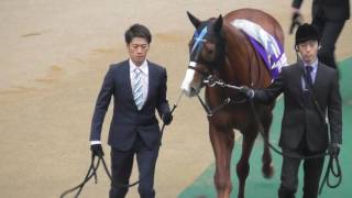2016 第36回 ジャパンカップ(GI) パドック 現地映像 キタサン