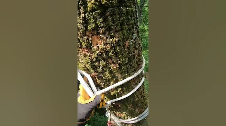 Negative rigging Setup #arboriculture #treeclimbing #comment #tree