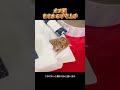 オス猫まさかの子守上手 # 可愛いペット