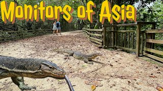 Clouded Monitor and Malayan Water Monitors of Asia