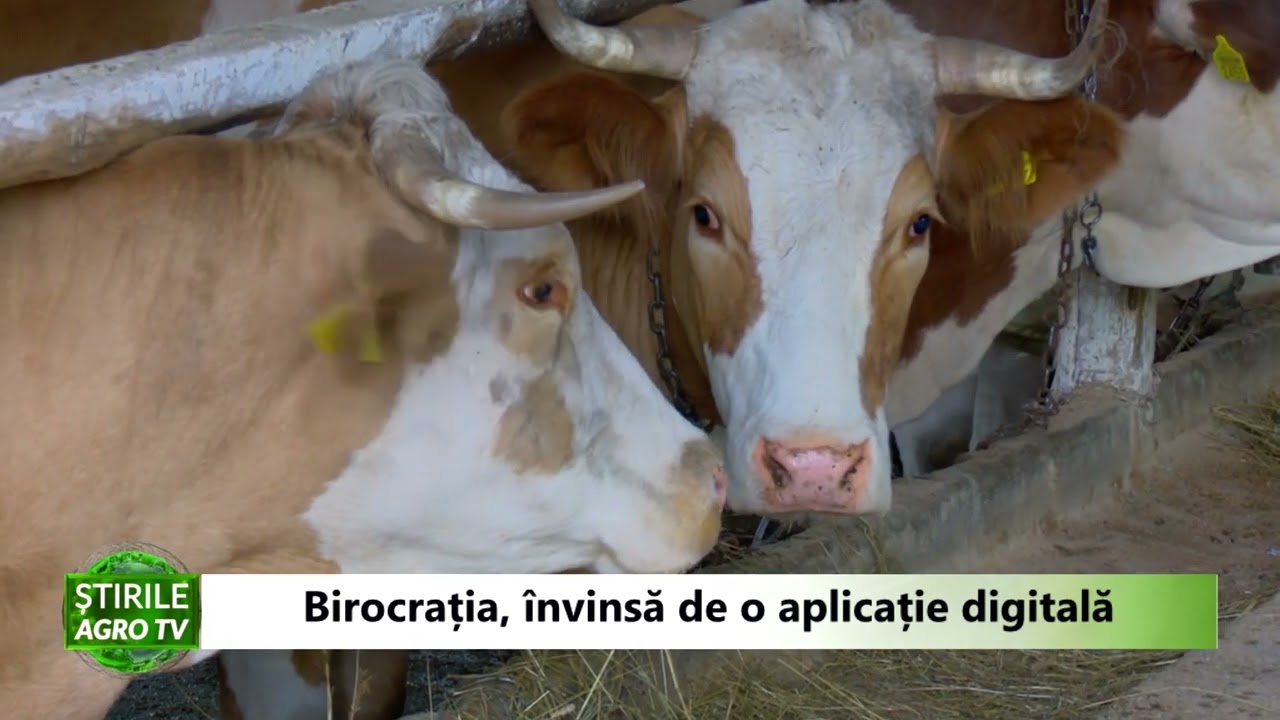 Aplicația care promite să elimine birocrația pentru crescătorii de animale 1 Aplicația care promite să elimine birocrația pentru crescătorii de animale YouTube player