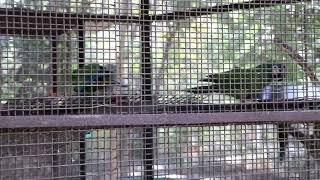 Unique and beautiful 🥰 birds 🐦 in Patna zoo by Dogestan 4 views 4 months ago 7 seconds