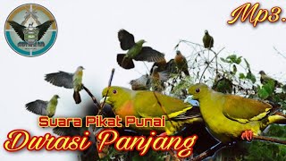 Suara Pikat Punai Terbaru Durasi Panjang Sangat Jernih || Nyanggong 2 Menit Langsung Nongol..