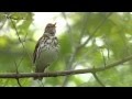 Wood thrush singing