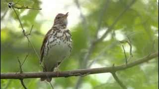 Wood Thrush singing