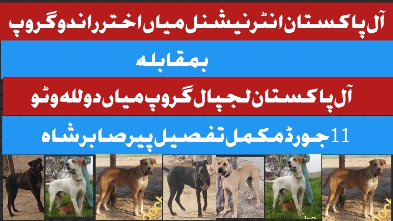 All Pakistan international Aktar randu group bully dog breed 