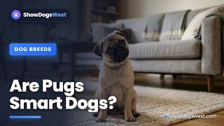 Are Pugs Smart Dogs? (The Truth About Pug Intelligence)