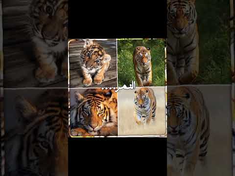 مخليت الفكرة بخاطري Anime هيناتا اكسبلور كدنزا انمي رينغوكو ون بيس اهميه اوتاكو 