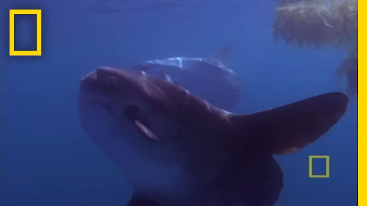 Giant Bizarre Fish | National Geographic - DayDayNews