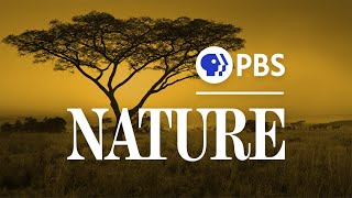 PBS Nature Opening And Closing Theme Songs