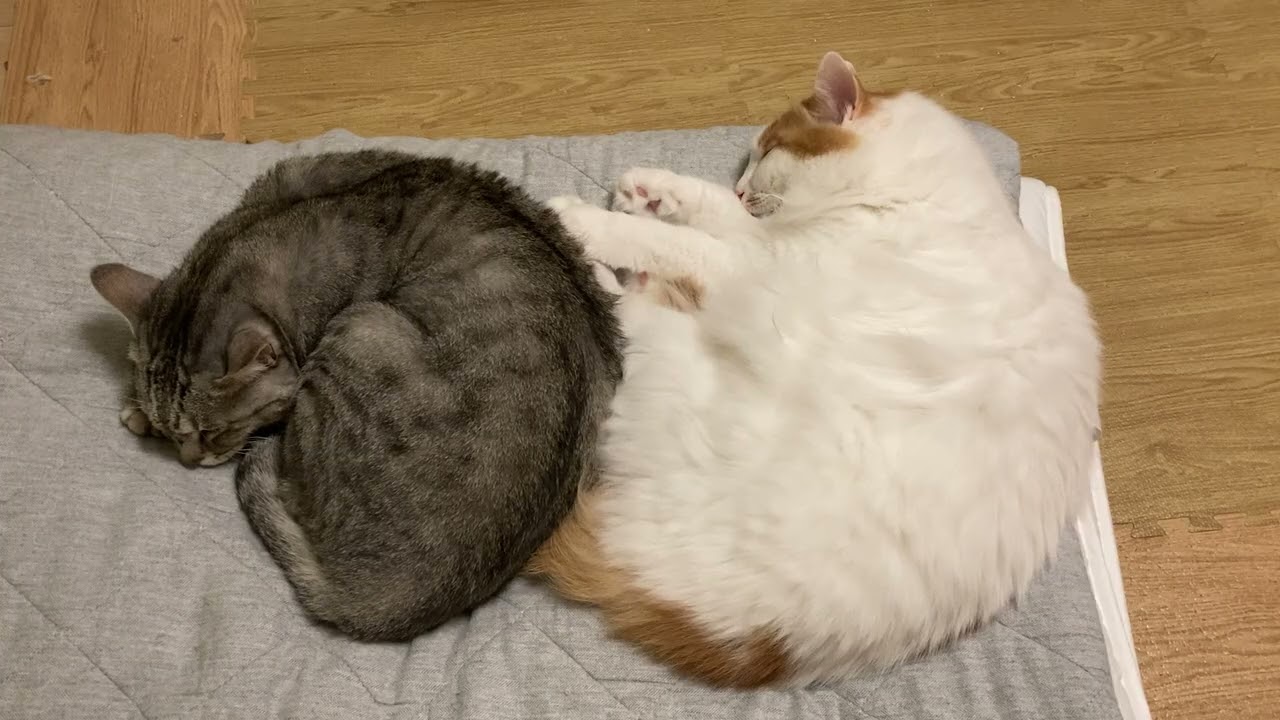 猫の昼寝(平凡だけど、20年後には宝物) - YouTube