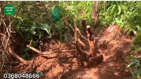 Hoa sim rừng bụi to rễ nhiều.Hoa bạn và tôi