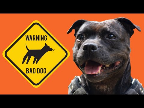 Video: Verbeter de huid en vacht van uw Staffordshire Bull Terrier met deze ene eenvoudige hack