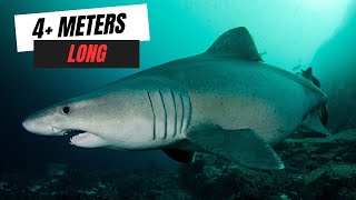 Another  MASSIVE SHARK Washes up?? 🦈 SEAL COLONY FREEDIVE!