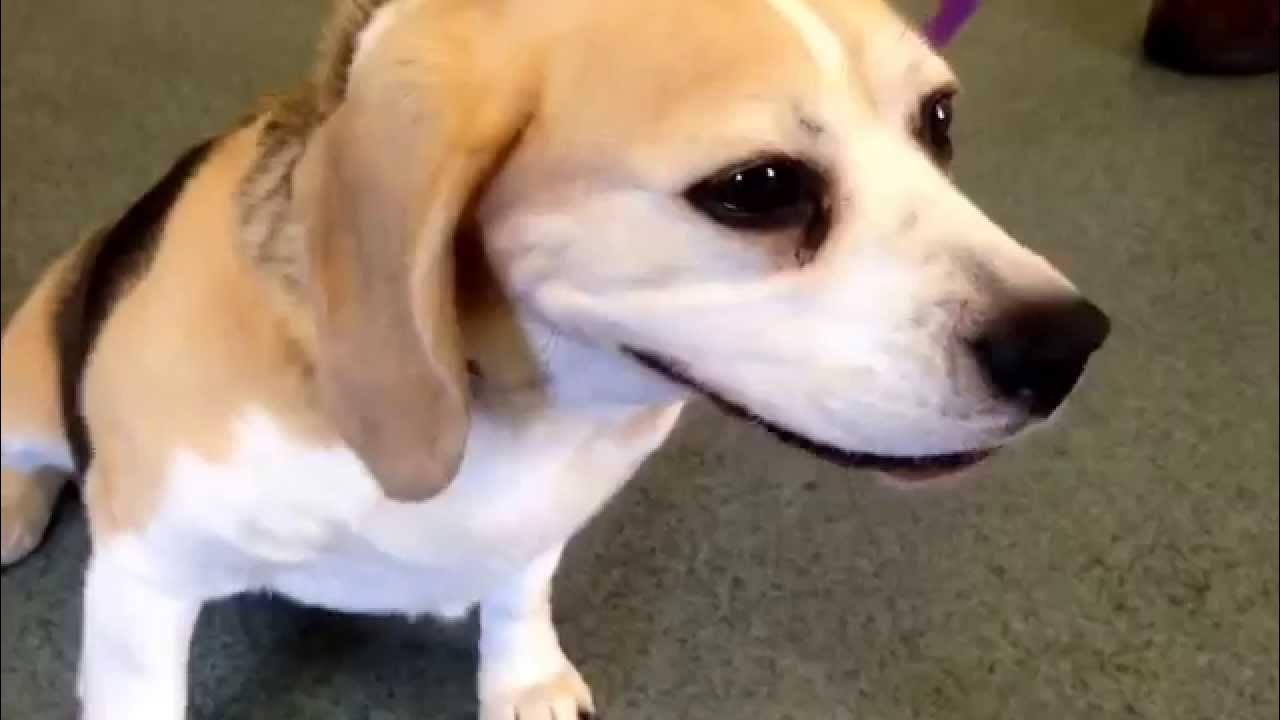 Reverse Sneezing Dog YouTube