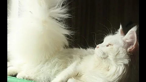 Video 10923811: maine coon grooming