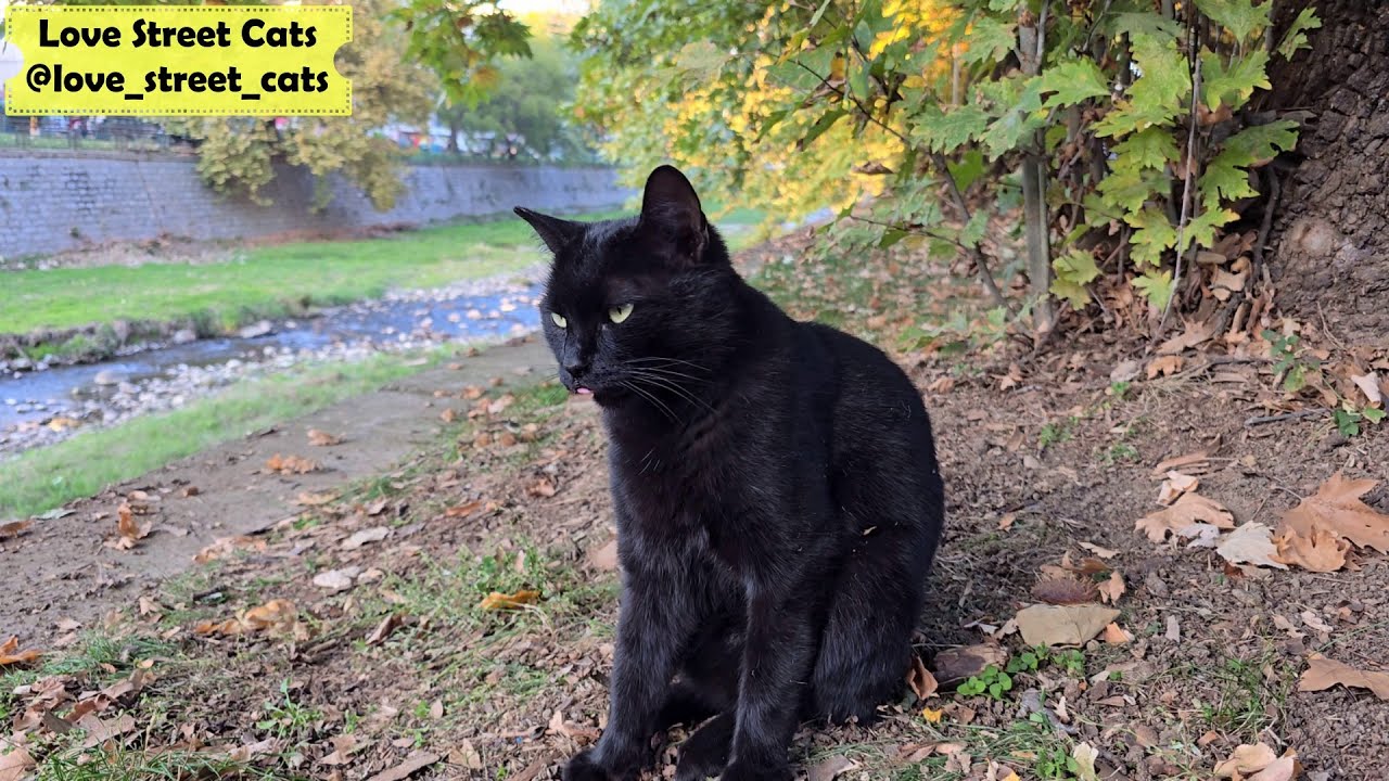 A Black Cat Sits by the River, Dreaming of Delicious Food | Love Street Cats
