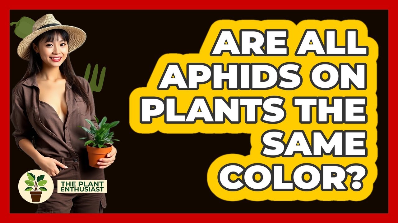 Are All Aphids On Plants The Same Color?