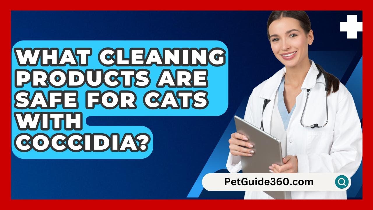 What Cleaning Products Are Safe For Cats With Coccidia? - PetGuide360.com