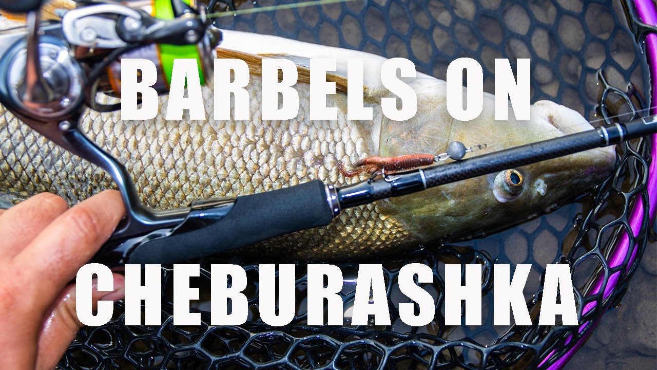 Cum să PRINZI mai multe MRENE cu CHEBURASHKA / How to CATCH more BARBELS with CHEBURASHKA