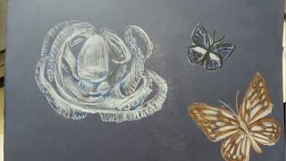 Рисунки, Сделанные В Зоологическом Музее