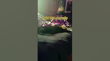 Cat loops need to be a thing #cats #shorts #loop