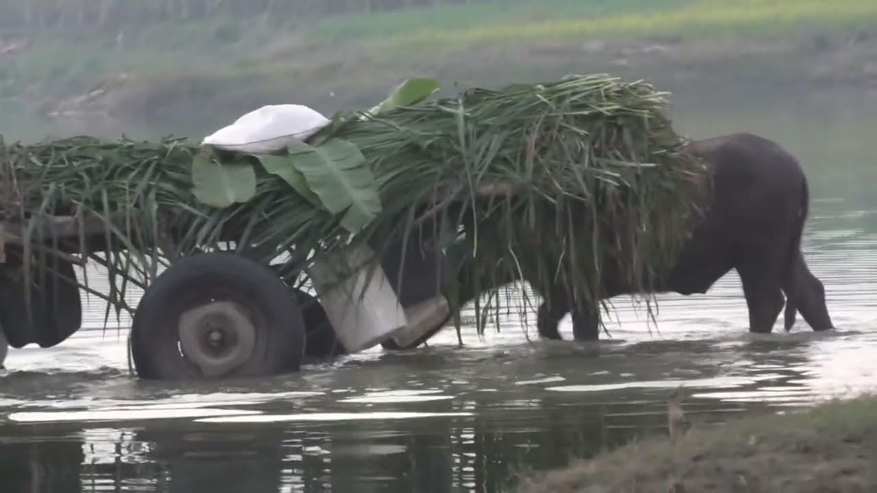 গ্রামের স্নিগ্ধ পরিবেশ, সবুজ ক্ষেত, ও প্রকৃতির অপার সৌন্দর্য সত্যিই অসাধারণ।